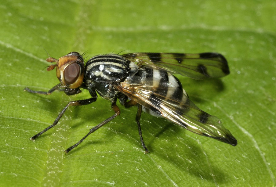 Ulididae: Otites formosa, femmina